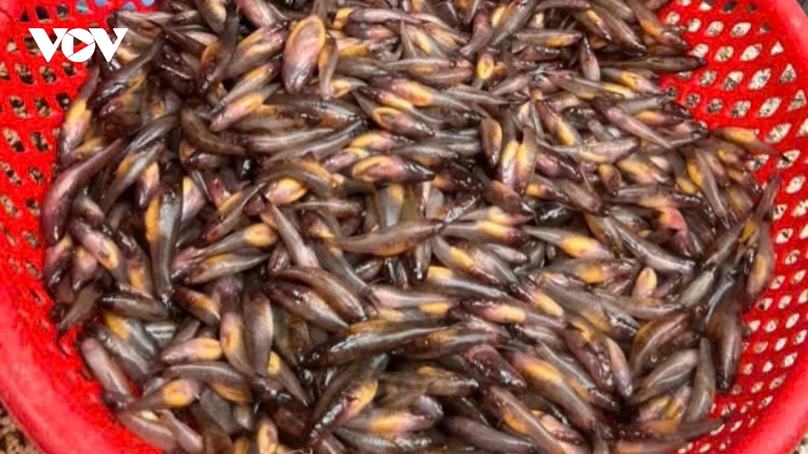 Nhớ mùa bống trứng - nước son